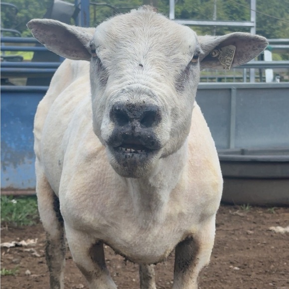 Meet your Posher, Mandi - Picture 15 of 16